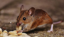 24 Hour & Emergency Exterminators in Sherrills Frd, NC